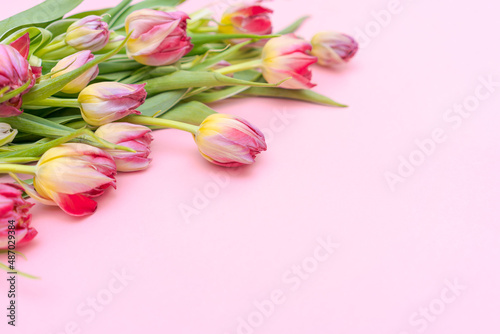 Fototapeta Naklejka Na Ścianę i Meble -  Tulip spring flowers with harvest leaves isolated on pink background. Floral banner composition with beautiful colorful tulips. Easter flowers concept. Flat lay, pattern