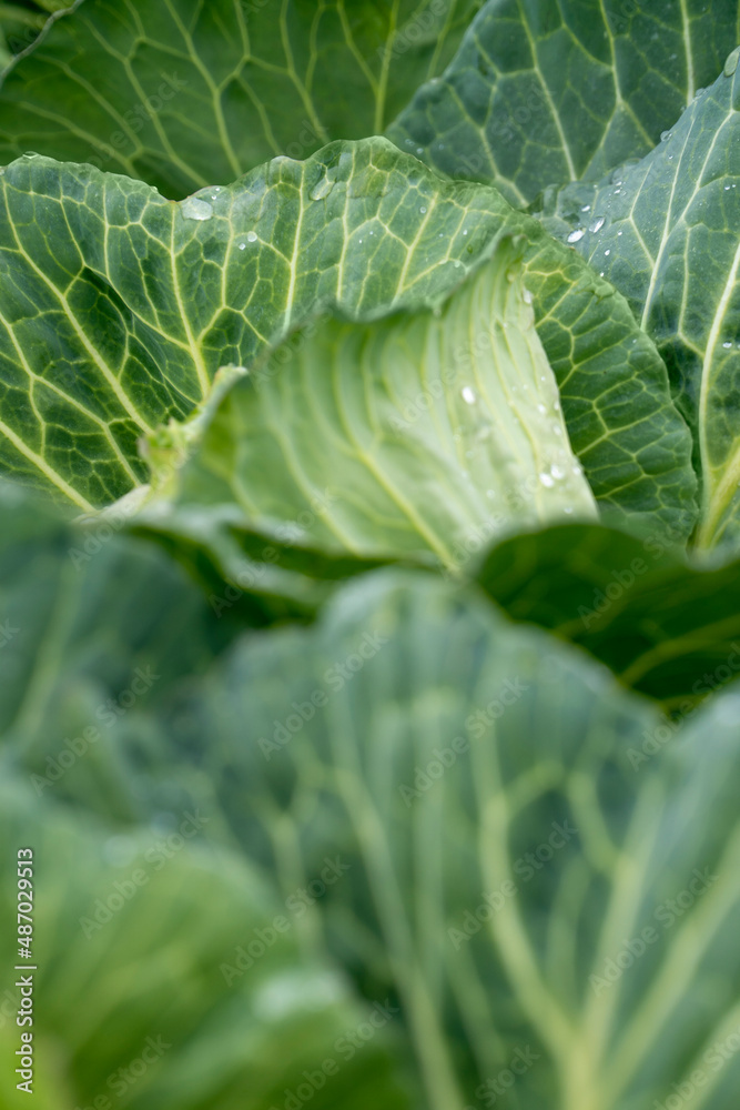 Organic vegetables grown in the garden Organic vegetables grown in the garden