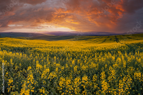 Landscape with rapeseed agricultural fields