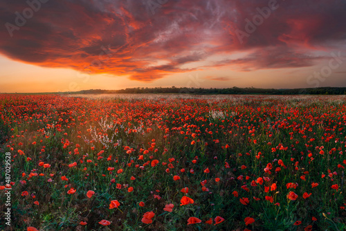 Meadow of poppies flowers and sunset
