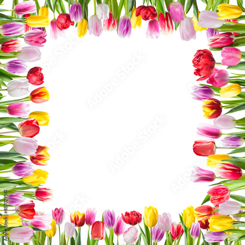 Frame from tulip flowers isolated on white