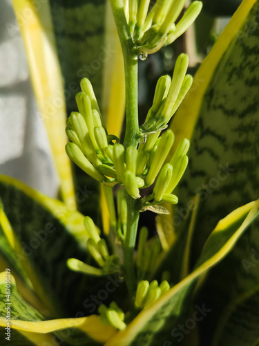 blooming beautiful indoor plant sansevieria, spring, decoration