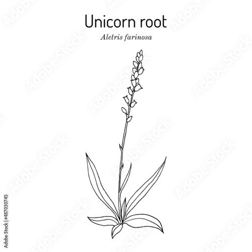 Unicorn root, or crow corn Aletris farinosa , medicinal plant photo