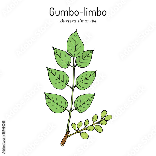 Gumbo-limbo, or copperwood Bursera simaruba , medicinal plant photo