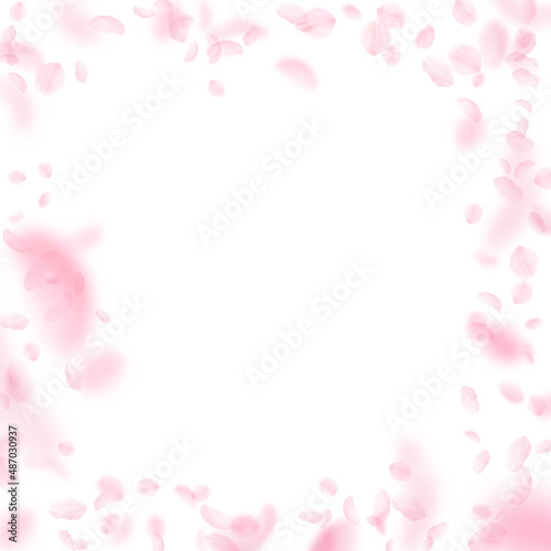 Fototapeta Naklejka Na Ścianę i Meble -  Sakura petals falling down. Romantic pink flowers frame. Flying petals on white square background. Love, romance concept. Pleasing wedding invitation.