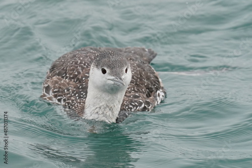 red throated loon is hunting a fish in the sea