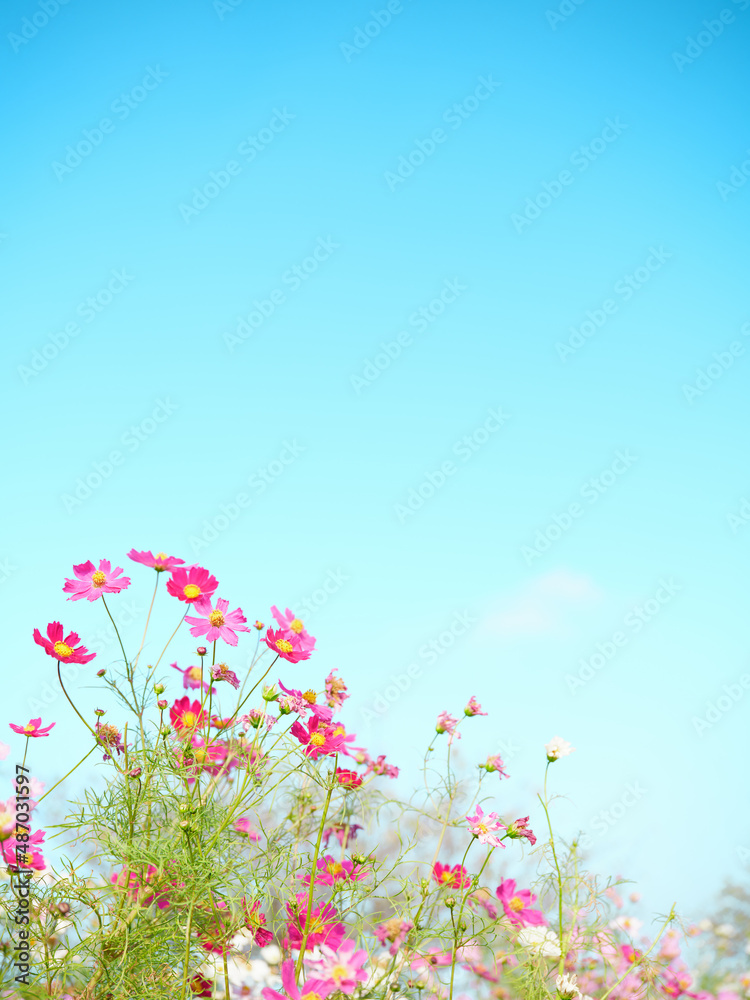 花 花