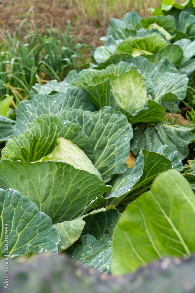 Organic vegetables grown in the garden Organic vegetables grown in the garden