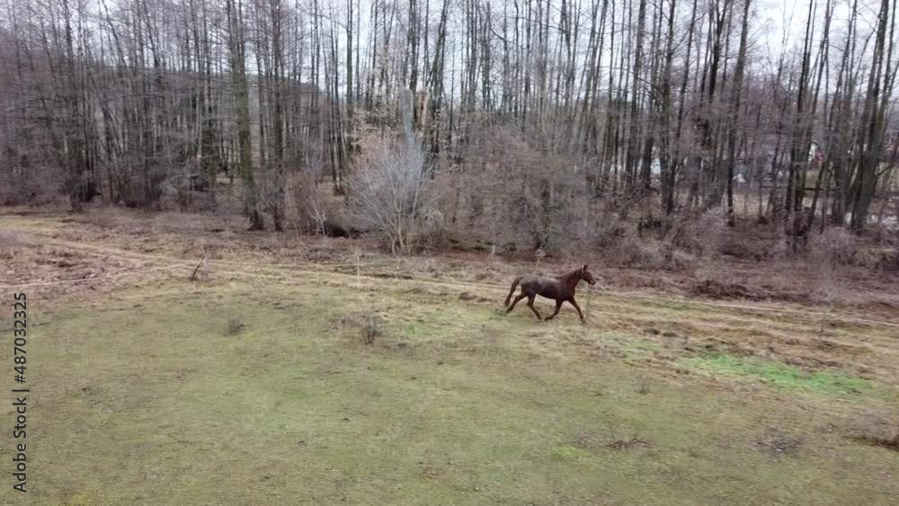 a brown horse runs near a private house, winter forest, video top view using a drone a brown horse runs near a private house, winter forest, video top view using a drone