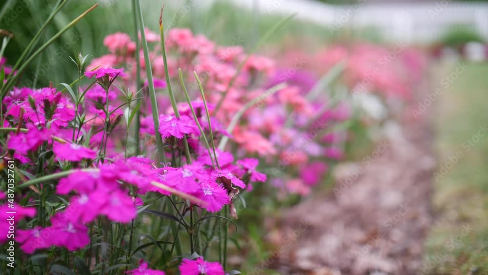 Wild flower purple and pink in a row on a spring day