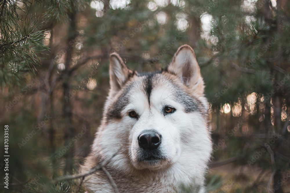 Adorable Malamute girl in a pine forest. Nordic breed dog portrait in the woods. White snout, wet black nose. Selective focus on the details, blurred background.