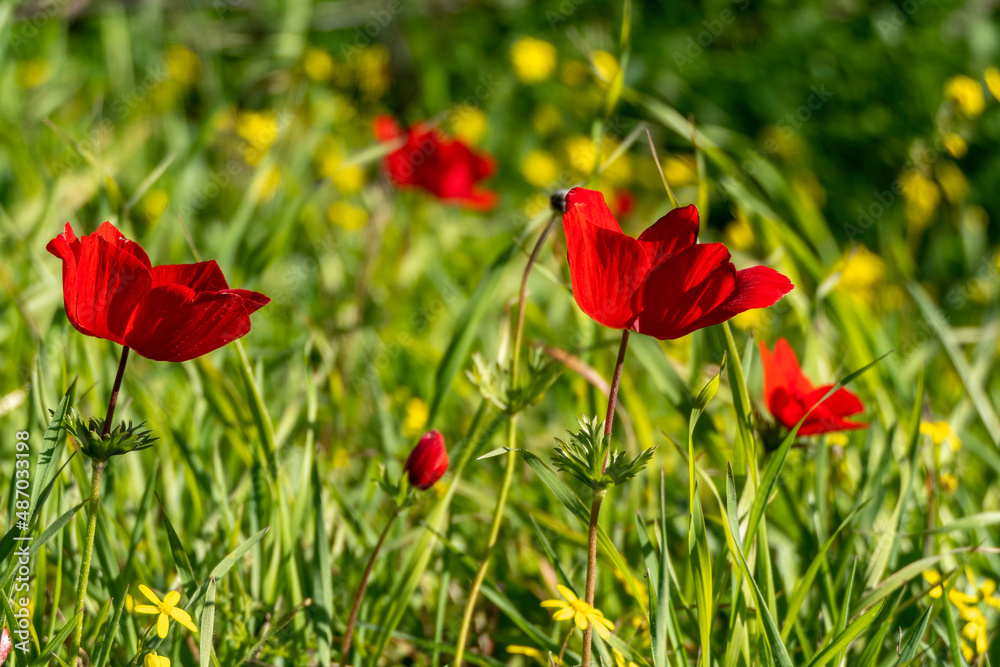 Obraz premium Red anemone flowers closeup on a background of green grass in sunlight