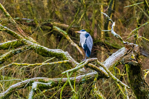 blue heron perched on branch