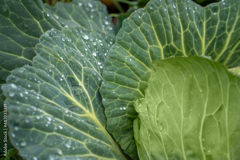 Organic vegetables grown in the garden Organic vegetables grown in the garden