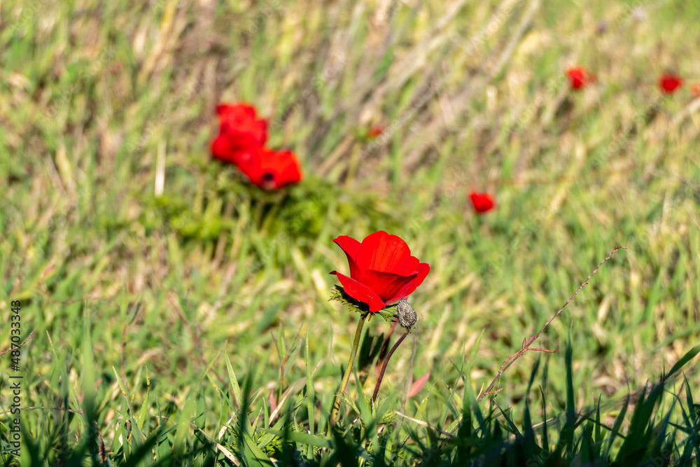 Red anemone flowers closeup on a background of green grass in sunlight