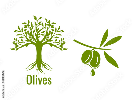 olive tree and olive branch with drop of olive oil vector illustration 