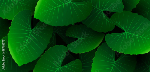 Caladium green leaf texture on dark background. Tropical nature green leaf pattern elements. Beautiful tropical forest creative design. Green plant garden. Botanical elements. Vector illustration