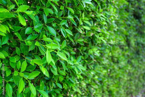 Green banyan leaves wall  tree wall  panorama used as art work and backdrop design nature background.