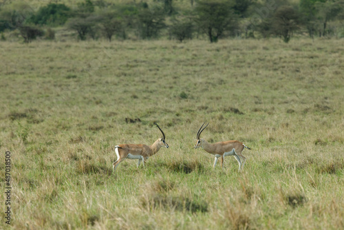 impalas facing off in the savannah