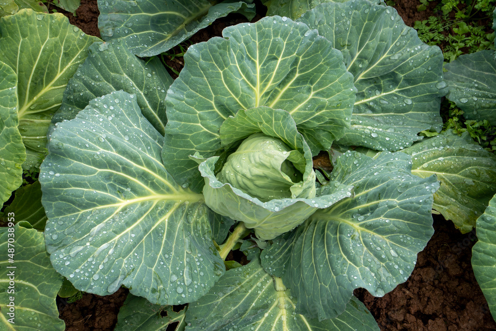 Organic cabbage grown in the garden Organic cabbage grown in the garden