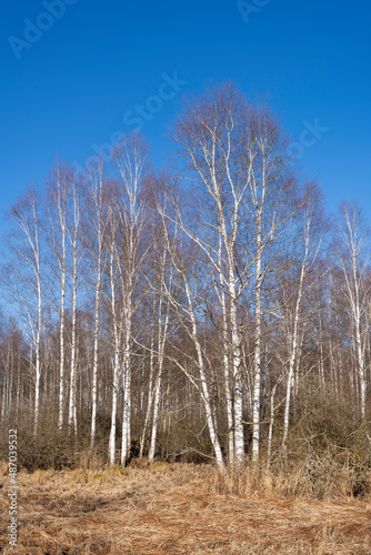 Moorbirkenwald im Banngebiet Staudacher am Federsee