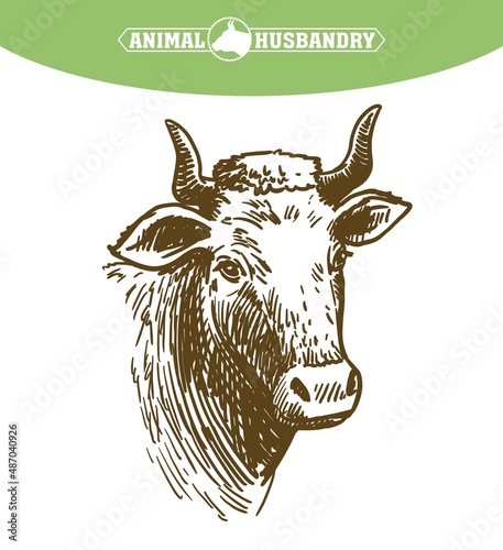 Isolated cow head on white background, animal husbandry, handmade sketch.