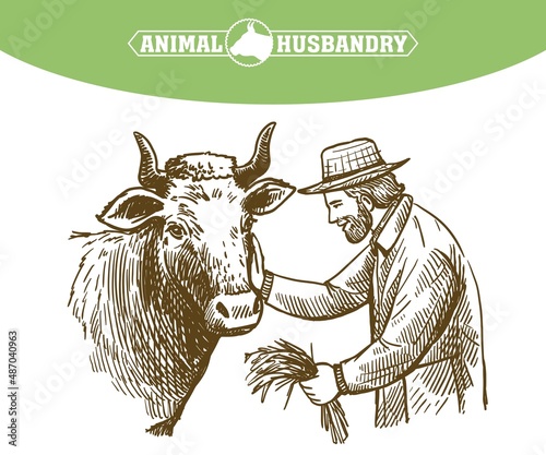 Farmer feeds cow, animal husbandry, handmade sketch.