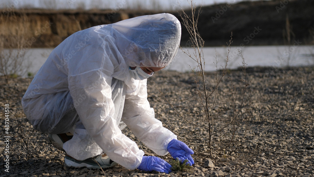 Scientist or ecologist in protective suit and gloves analyzing plant on polluted dried land Scientist or ecologist in protective suit and gloves analyzing plant on polluted dried land