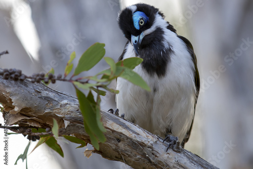 A bananabird or honeyeater on a tree photo