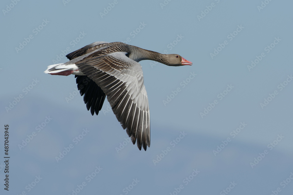 Greylag Goose (Anser anser) flying Greylag Goose (Anser anser) flying