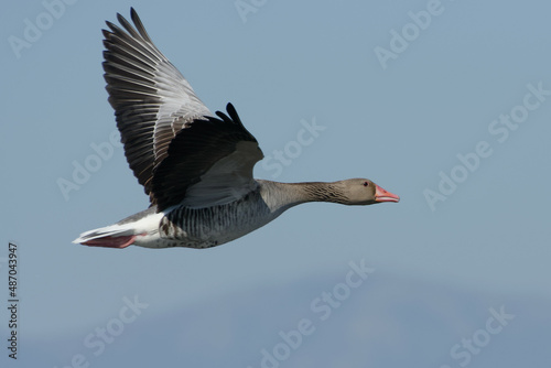 Greylag Goose (Anser anser) flying