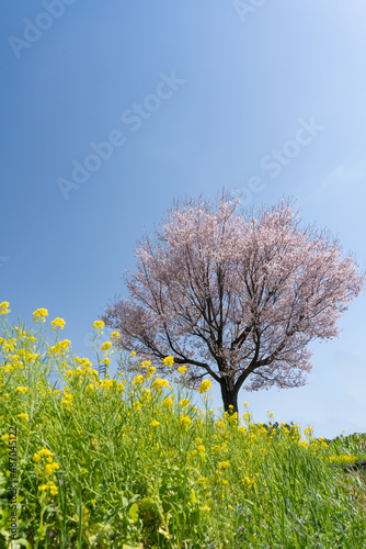 桜の木、菜の花畑、青空バックグラウンド