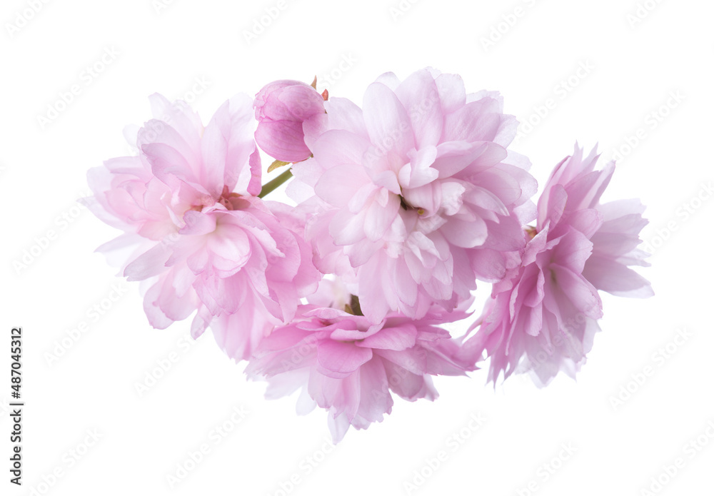 Close -up of  light pink Cherry blossoms ( Sakura) isolated on white background. Selective focus