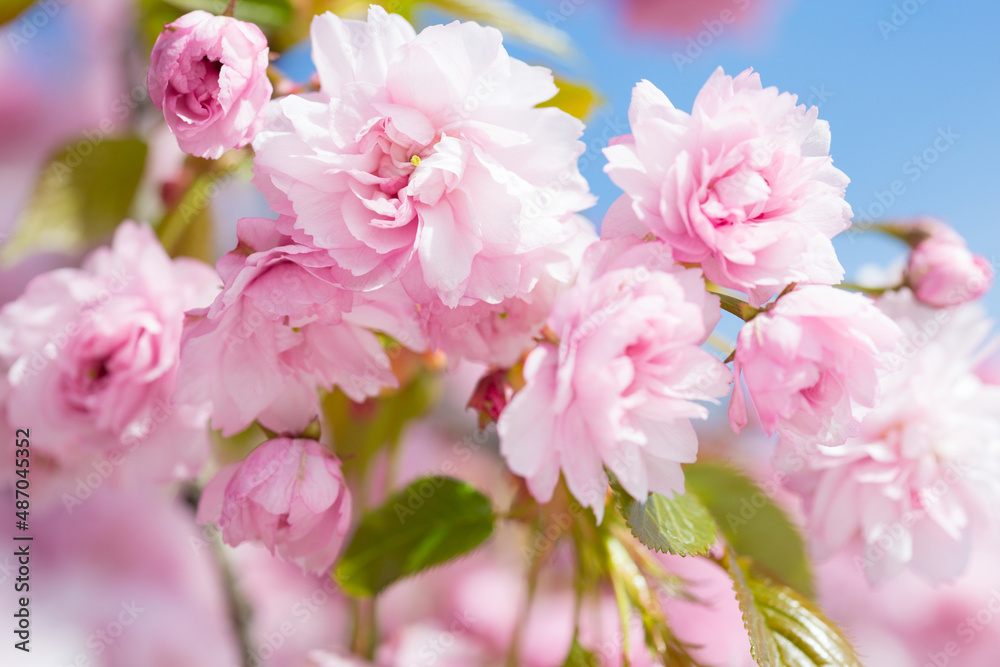 Light pink flowers of Sakura against blu sky. Shallow depth of field.  Selective focus.