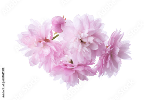 Close -up of light pink Cherry blossoms ( Sakura) isolated on white background. Selective focus
