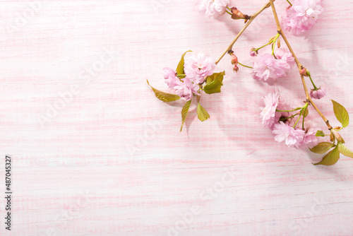 Branch with flowers of Sakura on light pink shabby wooden board. Top view with copy space. Flat lay