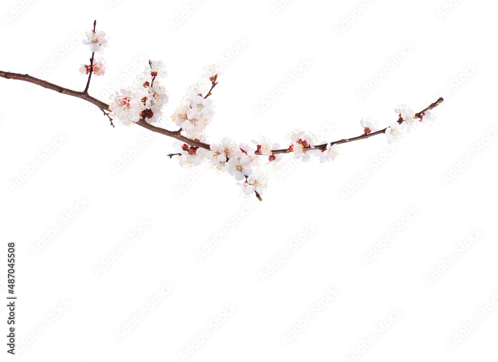 Branch of Apricot in blossom isolated on white background. Branch of Apricot in blossom isolated on white background.