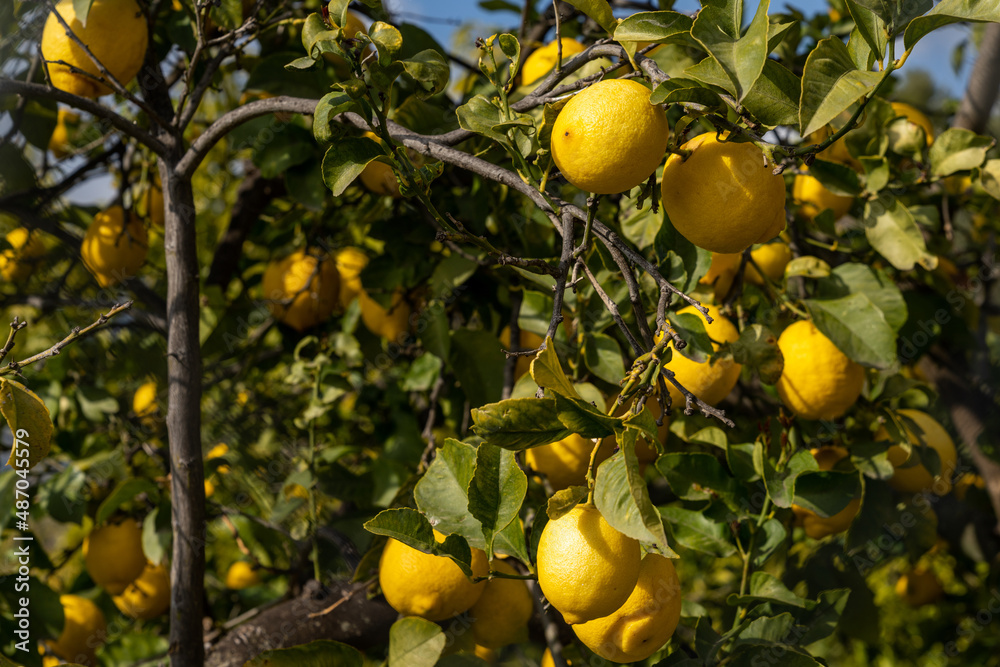 organic lemons ripening and hanging from the branches of a healthy lemon tree under a blue sky