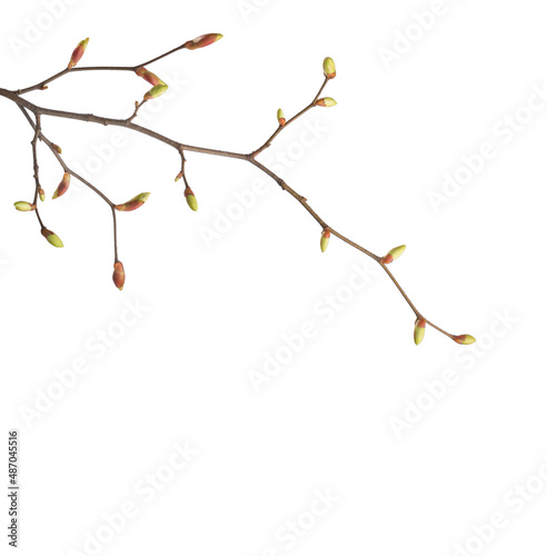 Fotografie, Obraz Linden branches  with swollen buds on isolated white background.