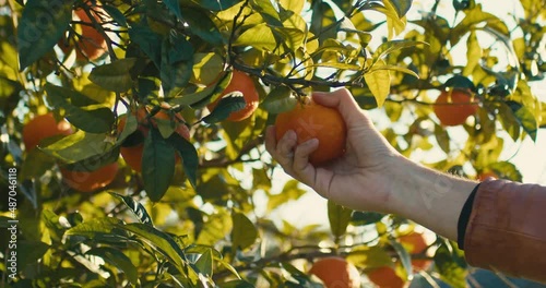 Hand is peeling a fresh orange fruit from the tree in the countryside photo