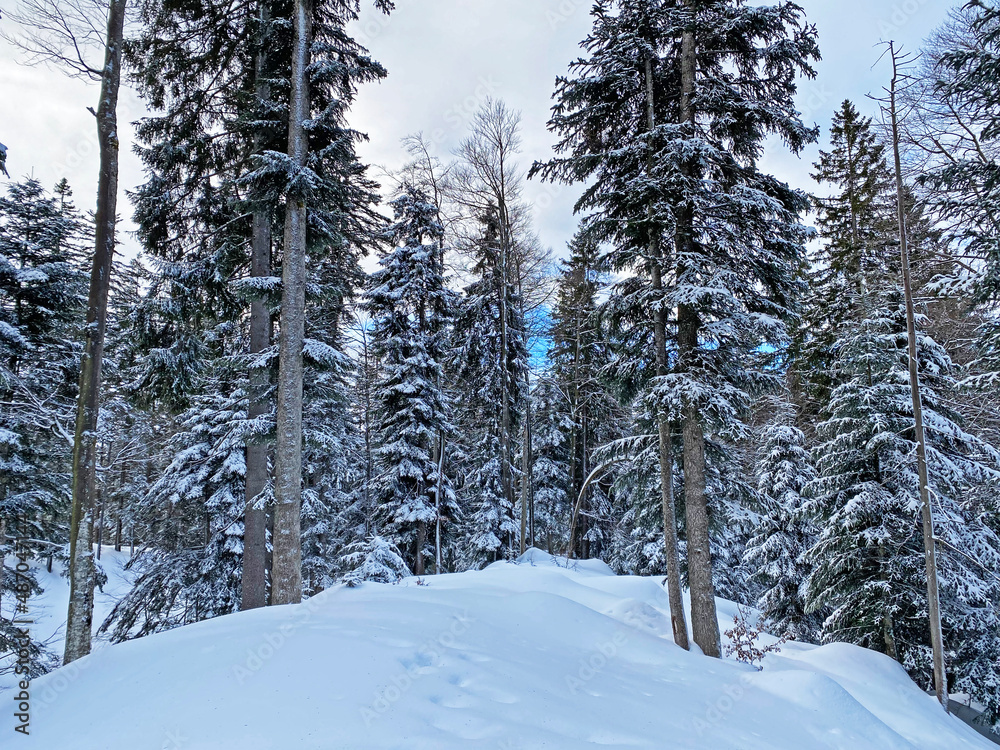 Fototapeta premium Picturesque canopies of alpine trees in a typical winter atmosphere after heavy snowfall in the Swiss Alps, Schwägalp mountain pass - Canton of Appenzell Ausserrhoden, Switzerland (Schweiz)
