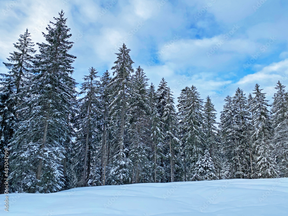 Picturesque canopies of alpine trees in a typical winter atmosphere after heavy snowfall in the Swiss Alps, Schwägalp mountain pass - Canton of Appenzell Ausserrhoden, Switzerland (Schweiz) Picturesque canopies of alpine trees in a typical winter atmosphere after heavy snowfall in the Swiss Alps, Schwägalp mountain pass - Canton of Appenzell Ausserrhoden, Switzerland (Schweiz)