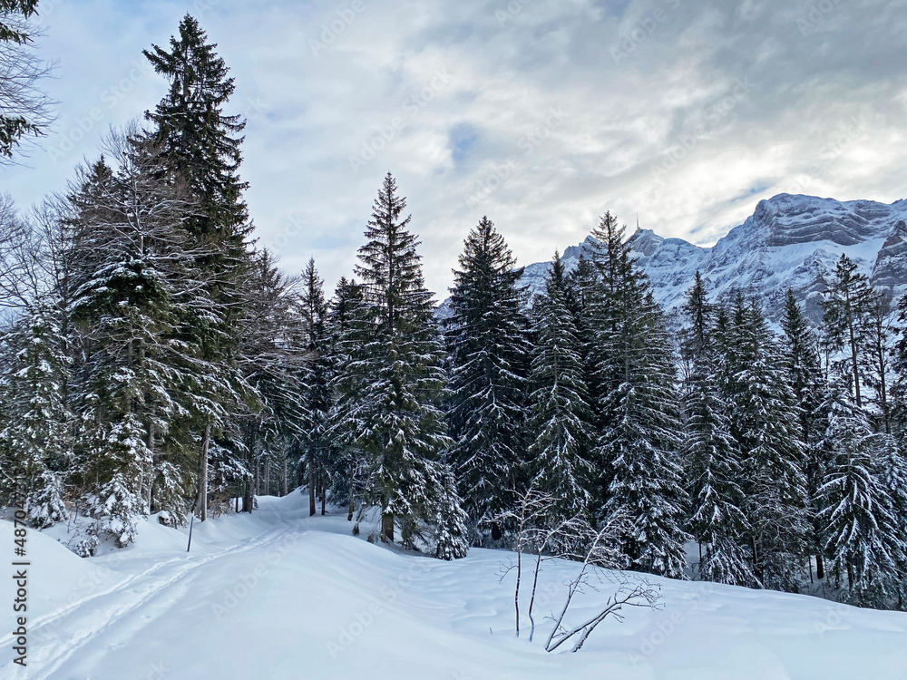 Picturesque canopies of alpine trees in a typical winter atmosphere after heavy snowfall in the Swiss Alps, Schwägalp mountain pass - Canton of Appenzell Ausserrhoden, Switzerland (Schweiz) Picturesque canopies of alpine trees in a typical winter atmosphere after heavy snowfall in the Swiss Alps, Schwägalp mountain pass - Canton of Appenzell Ausserrhoden, Switzerland (Schweiz)