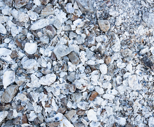 Wallpaper Mural many seashells, can be used as a background or texture Torontodigital.ca