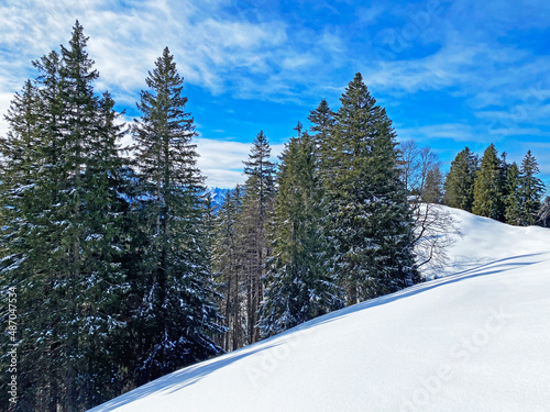 Picturesque canopies of alpine trees in a typical winter atmosphere after heavy snowfall in the Swiss Alps, Schwägalp mountain pass - Canton of Appenzell Ausserrhoden, Switzerland (Schweiz) © Mario