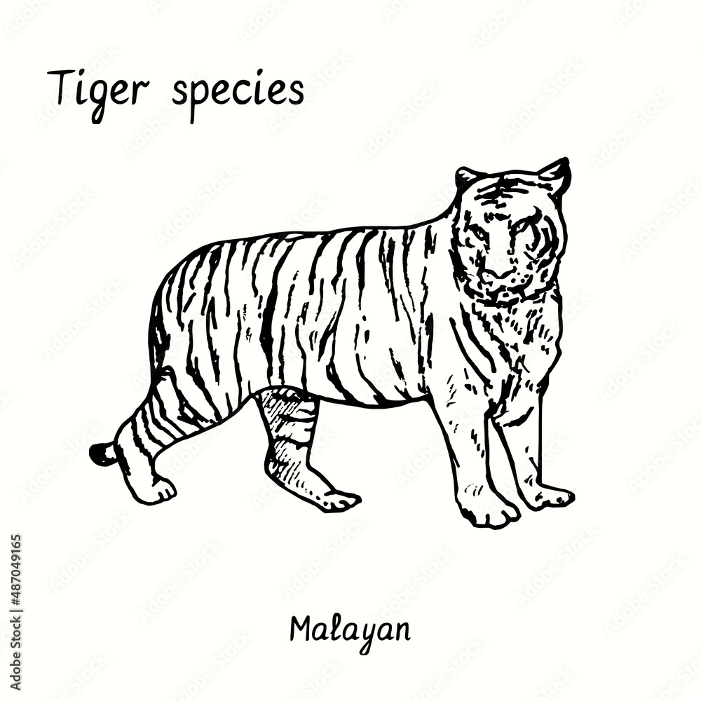 Tiger species collection, standing side view, Malayan. Ink black and white doodle drawing. Tiger species collection, standing side view, Malayan. Ink black and white doodle drawing.