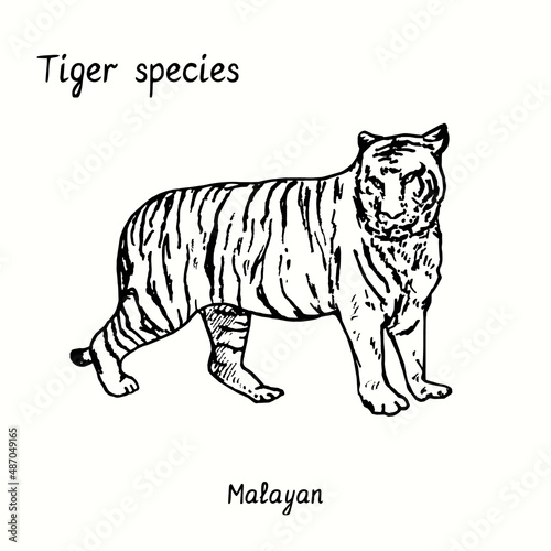 Tiger species collection, standing side view, Malayan. Ink black and white doodle drawing.