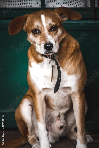 Portrait of a dog © Edi