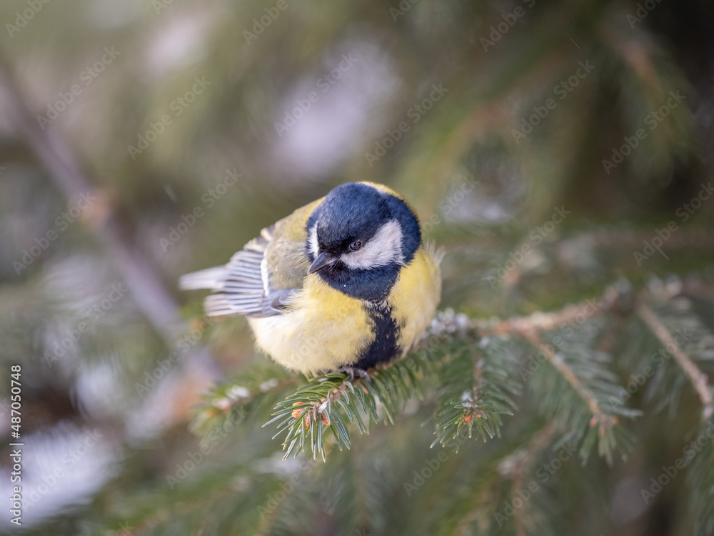 Obraz premium Cute bird Great tit, songbird sitting on the fir branch with snow in winter