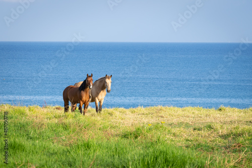Two horses standing together in field against sea and blue sky background.
